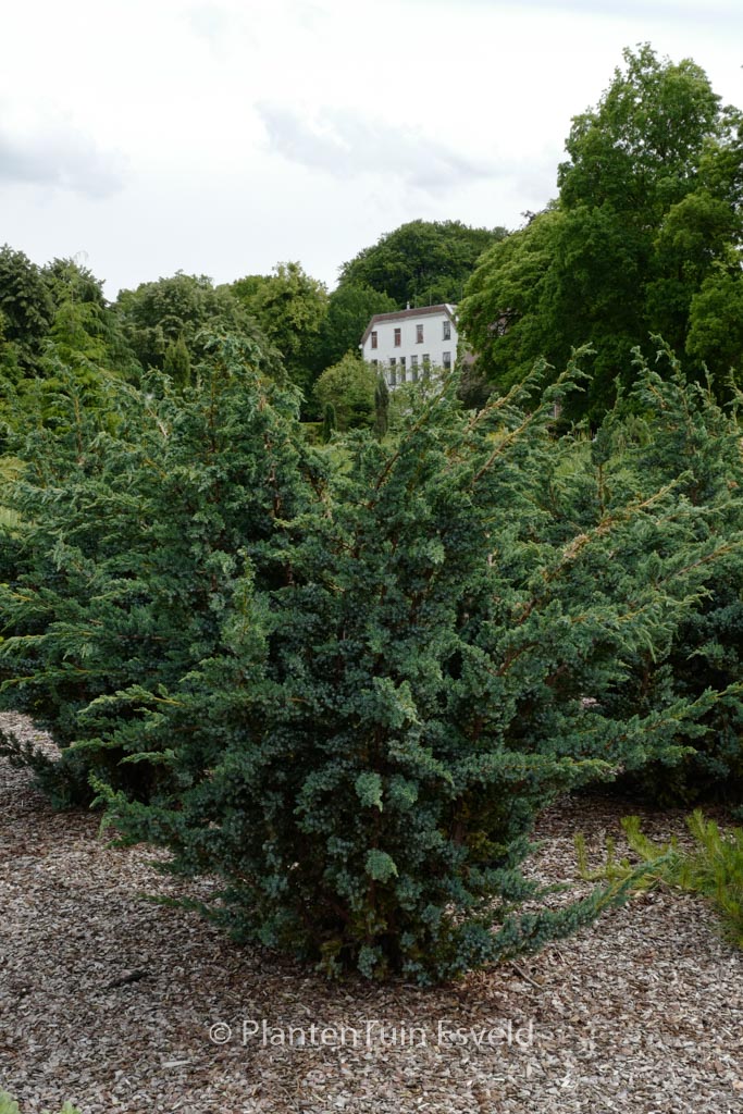 Juniperus squamata ‚Meyeri‘