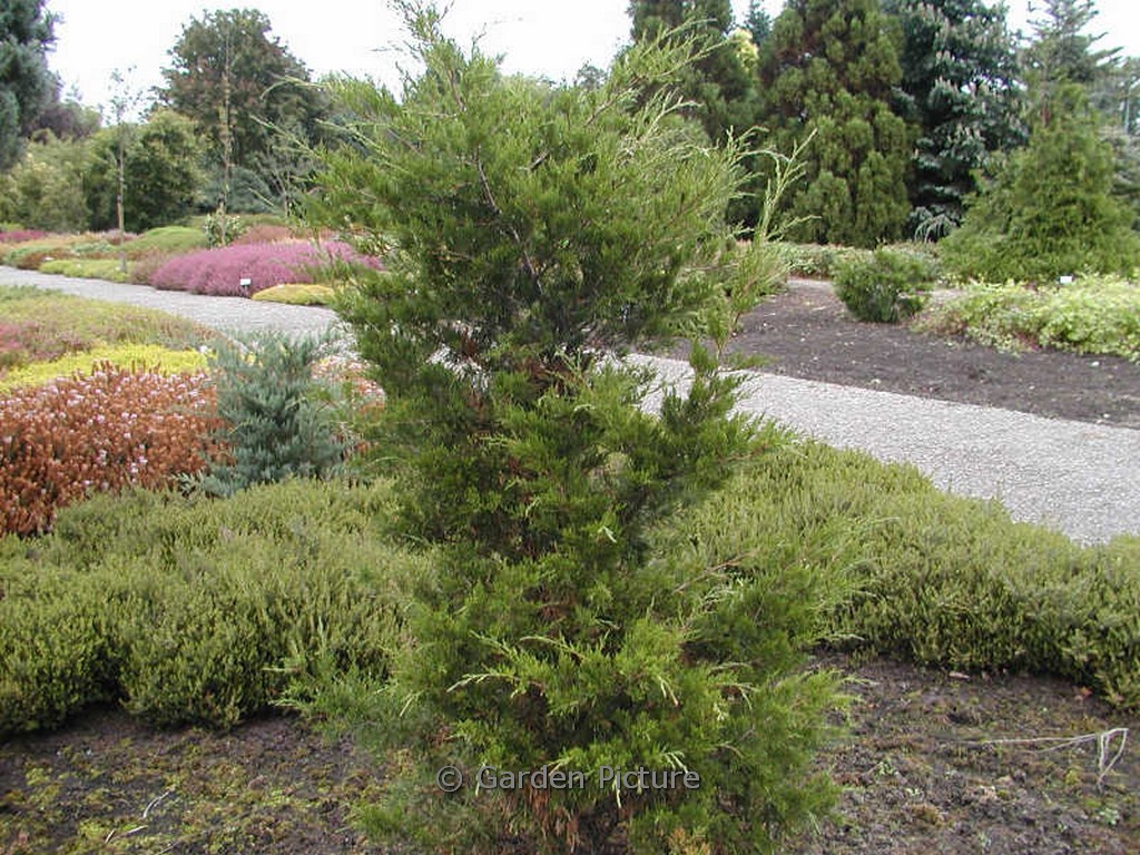 Juniperus virginiana ‚Canaertii‘