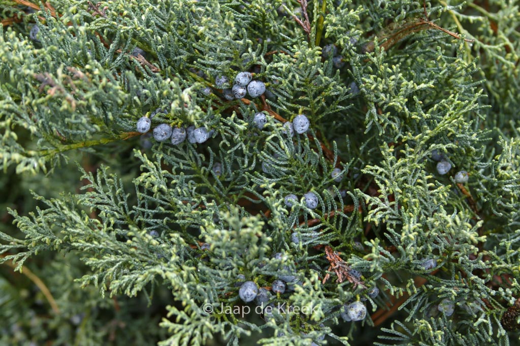 Juniperus virginiana ‚Grey Owl‘