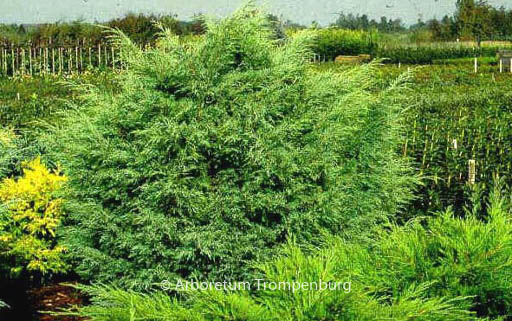 Juniperus virginiana ‚Hetz‘