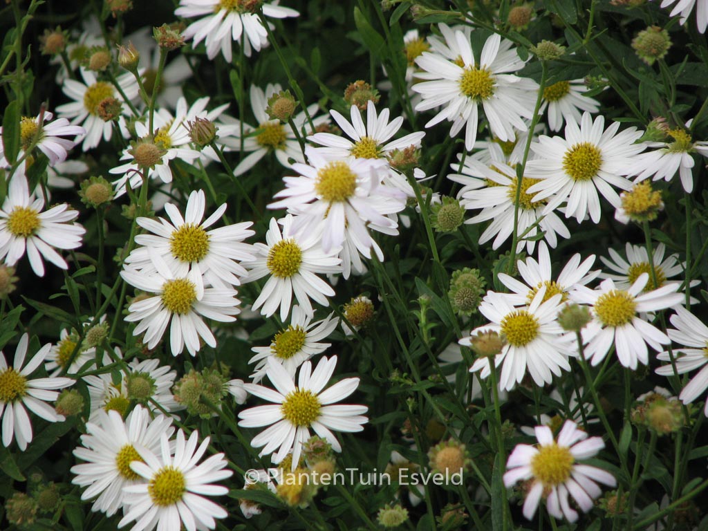 Kalimeris incisa ‚Alba‘