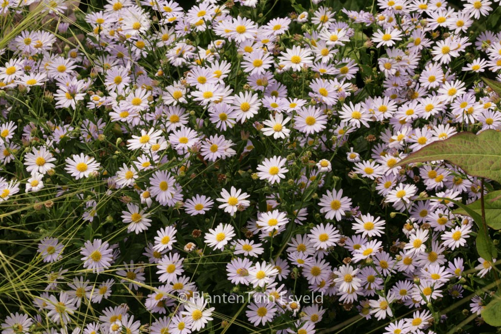 Kalimeris incisa ‚Blue Star‘
