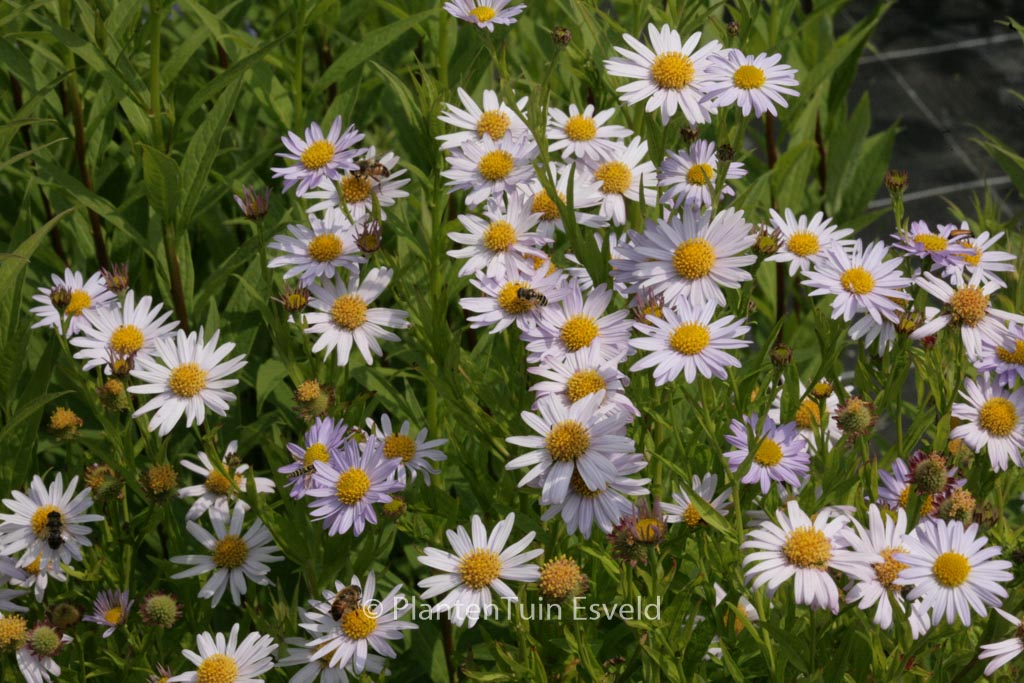 Kalimeris incisa ‚Charlotte‘