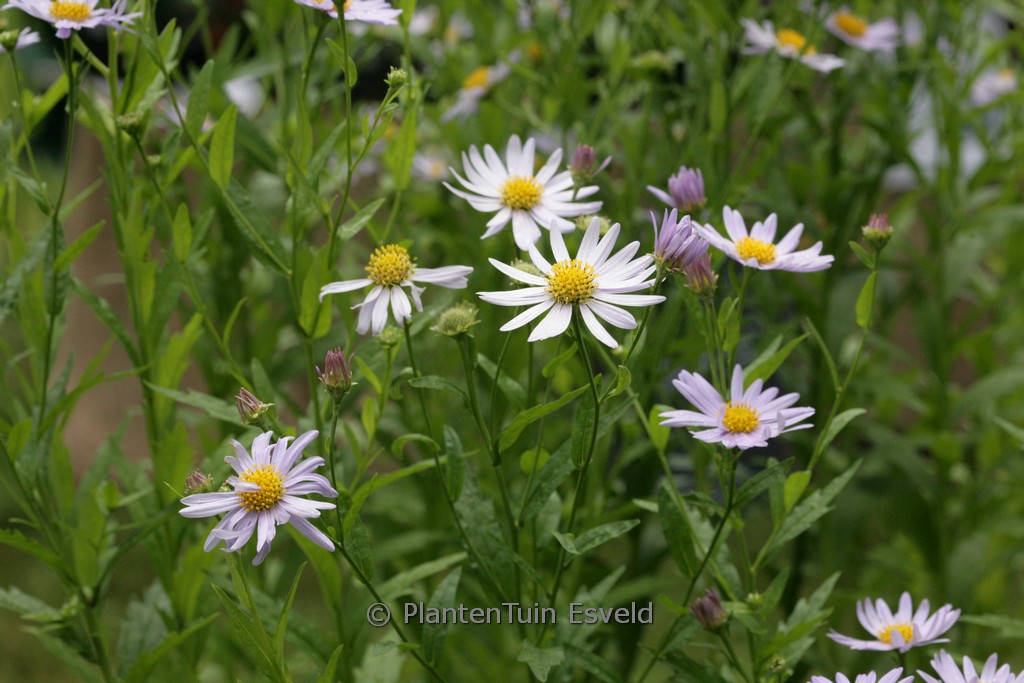 Kalimeris incisa ‚Juergen Wever‘