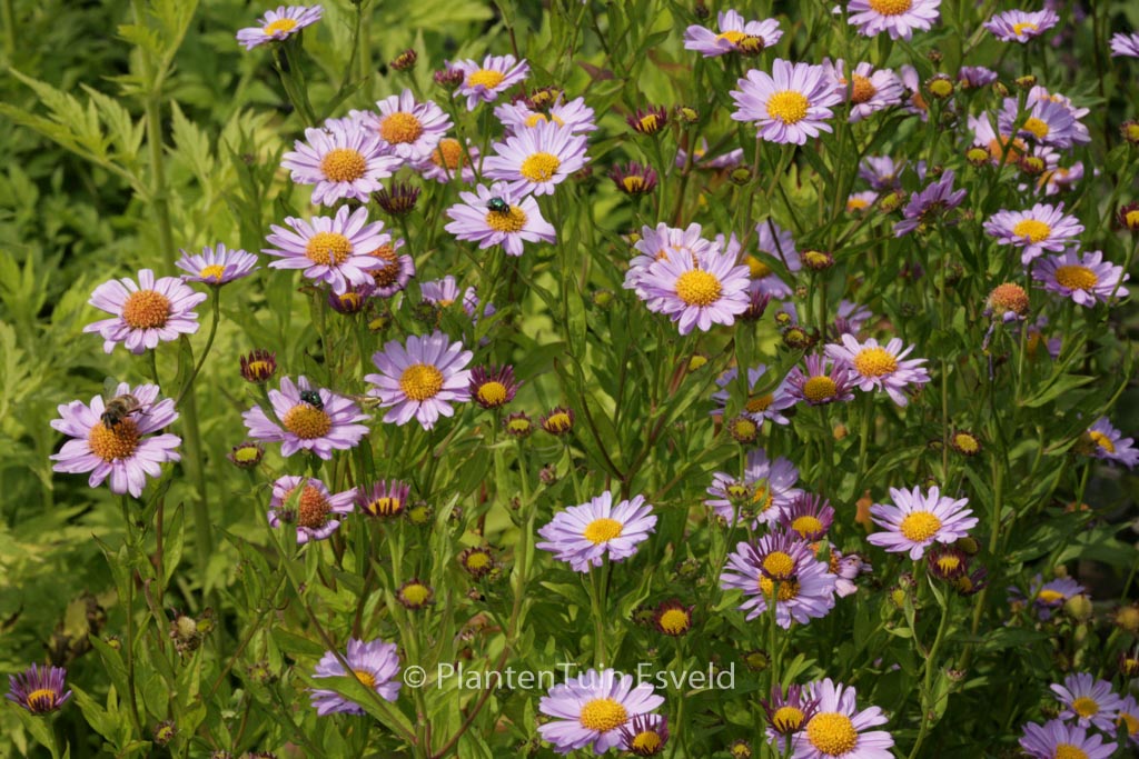 Kalimeris mongolica ‚Antonia‘