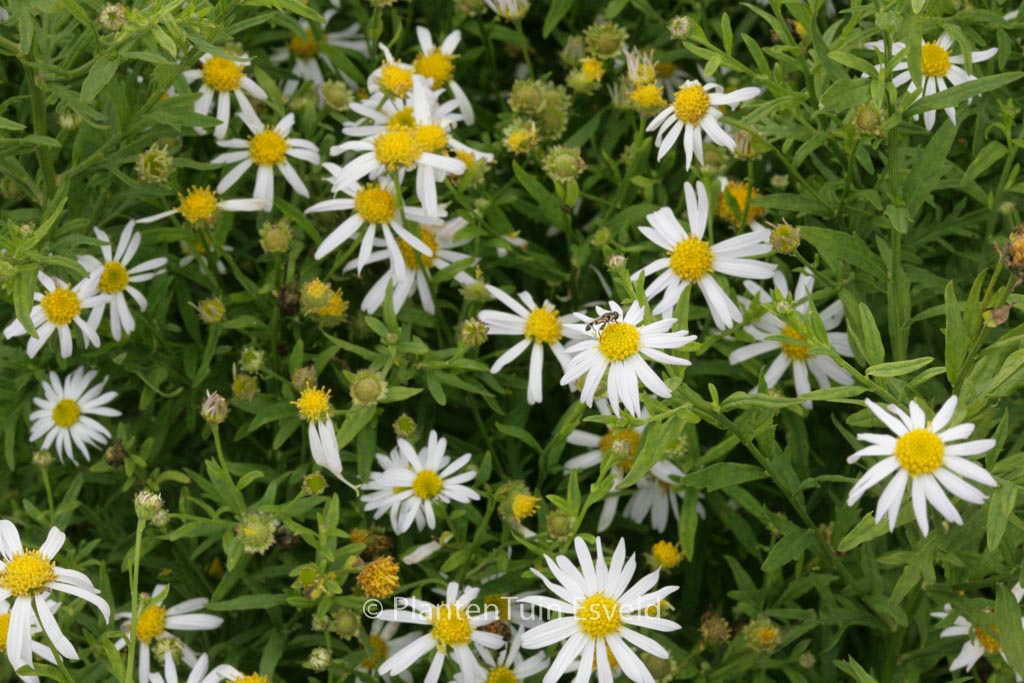 Kalimeris mongolica ‚Mon Jardin‘