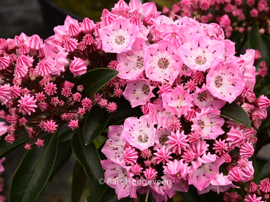 Kalmia latifolia ‚Bridesmaid‘