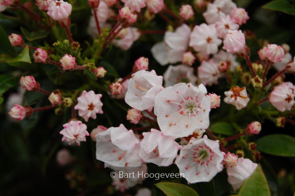 Kalmia latifolia ‚Elf‘