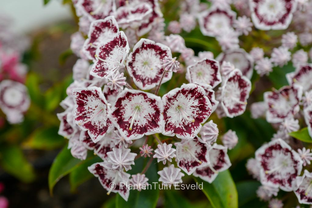 Kalmia latifolia ‚Kardinal‘