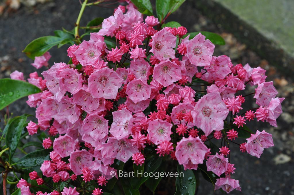 Kalmia latifolia ‚Little Linda‘