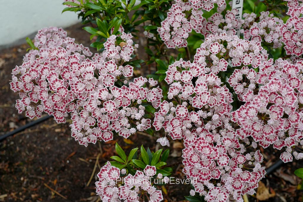 Kalmia latifolia ‚Minuet‘