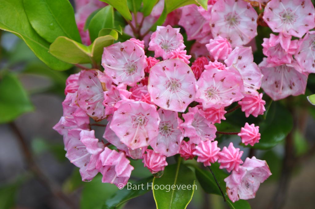Kalmia latifolia ‚Olympic Fire‘