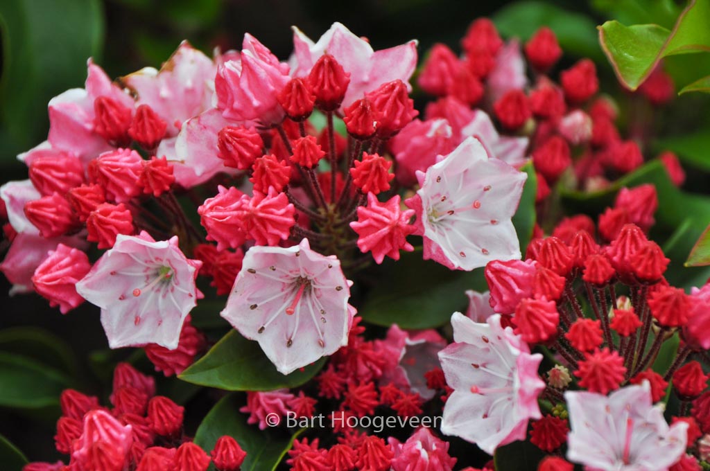 Kalmia latifolia ‚Ostbo Red‘