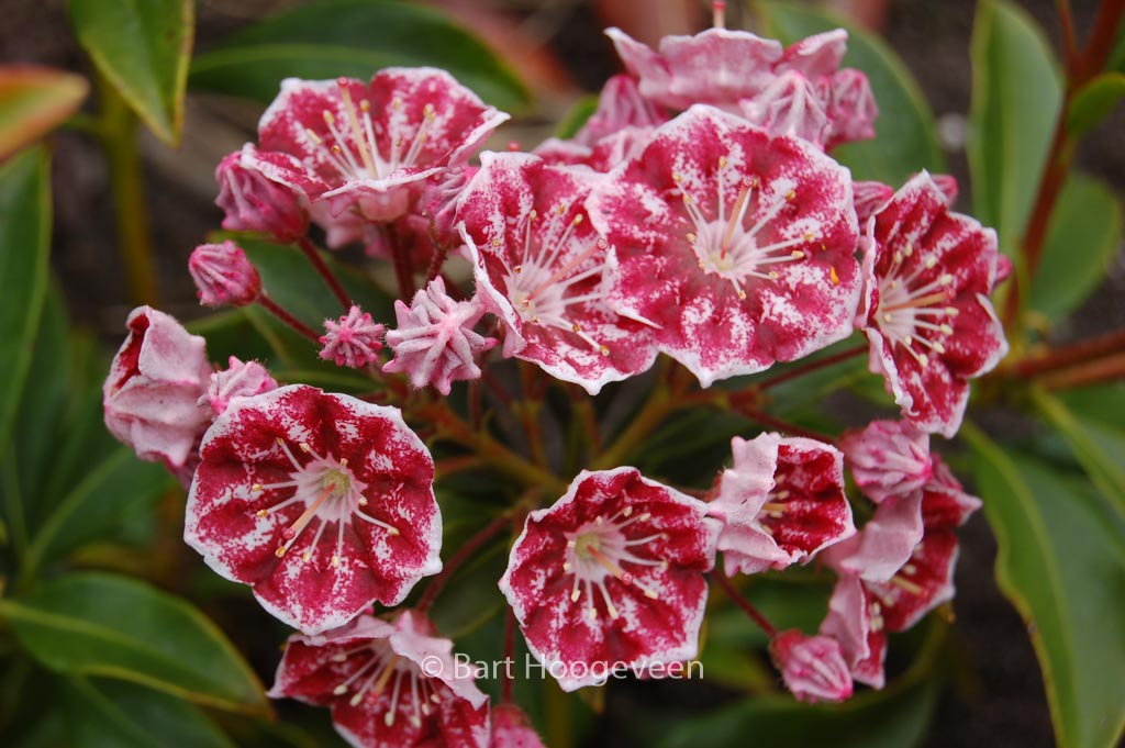 Kalmia latifolia ‚Pinwheel‘