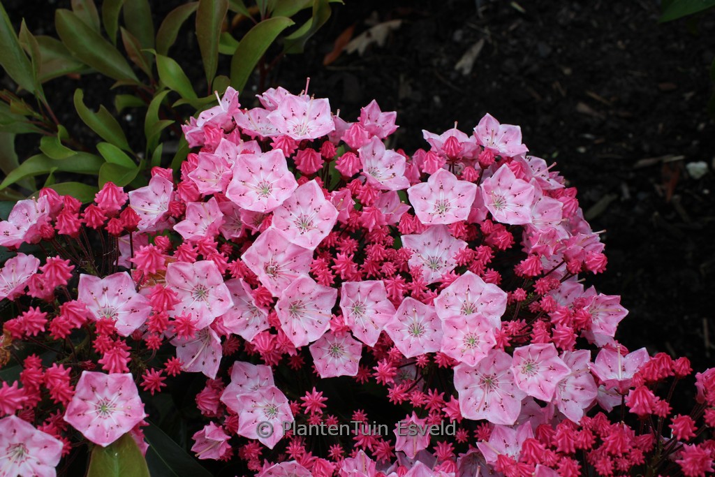 Kalmia latifolia ‚You Can‘
