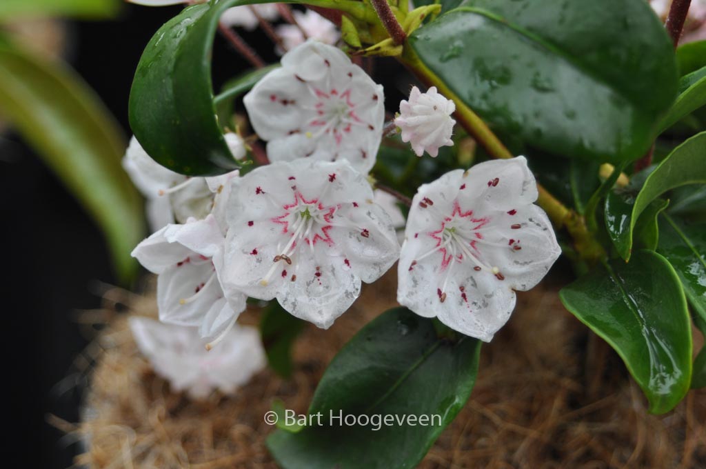 Kalmia latifolia ‚Zebulon‘