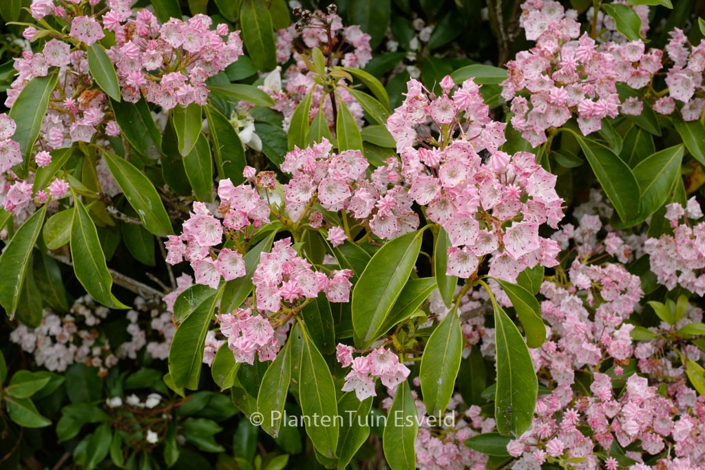 Kalmia latifolia