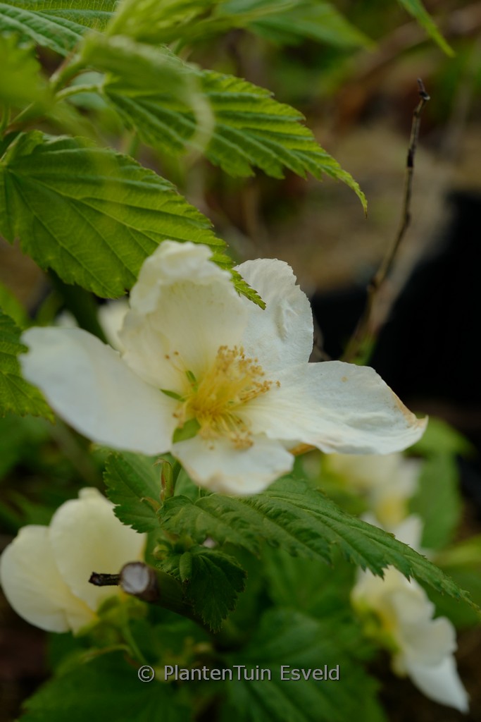 Kerria japonica ‚Albescens‘