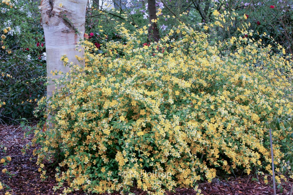 Kerria japonica ‚Golden Guinea‘