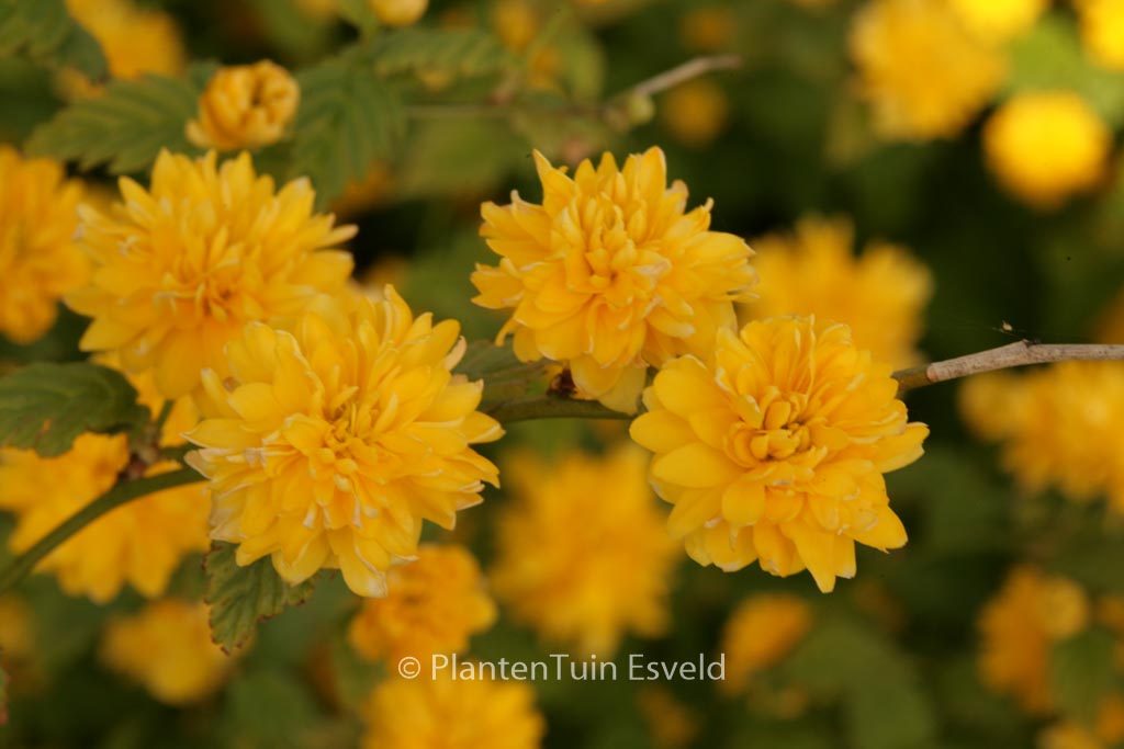 Kerria japonica ‚Pleniflora‘