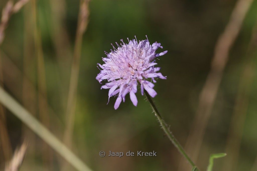 Knautia arvensis