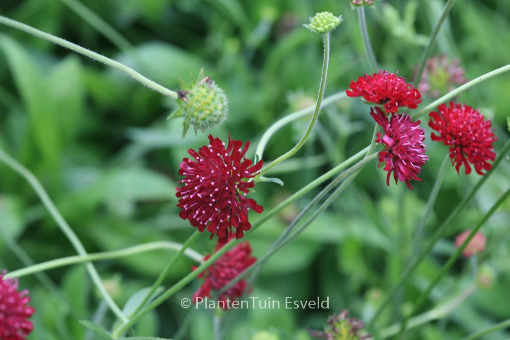 Knautia macedonica ‚Mars Midget‘