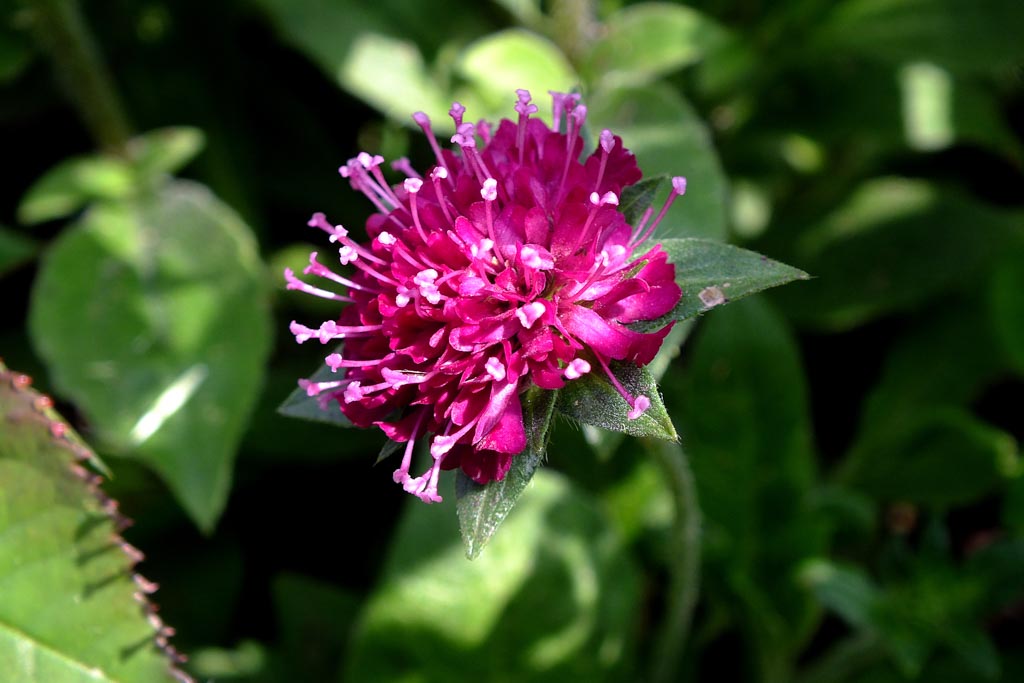 Knautia macedonica ‚Melton Pastels‘