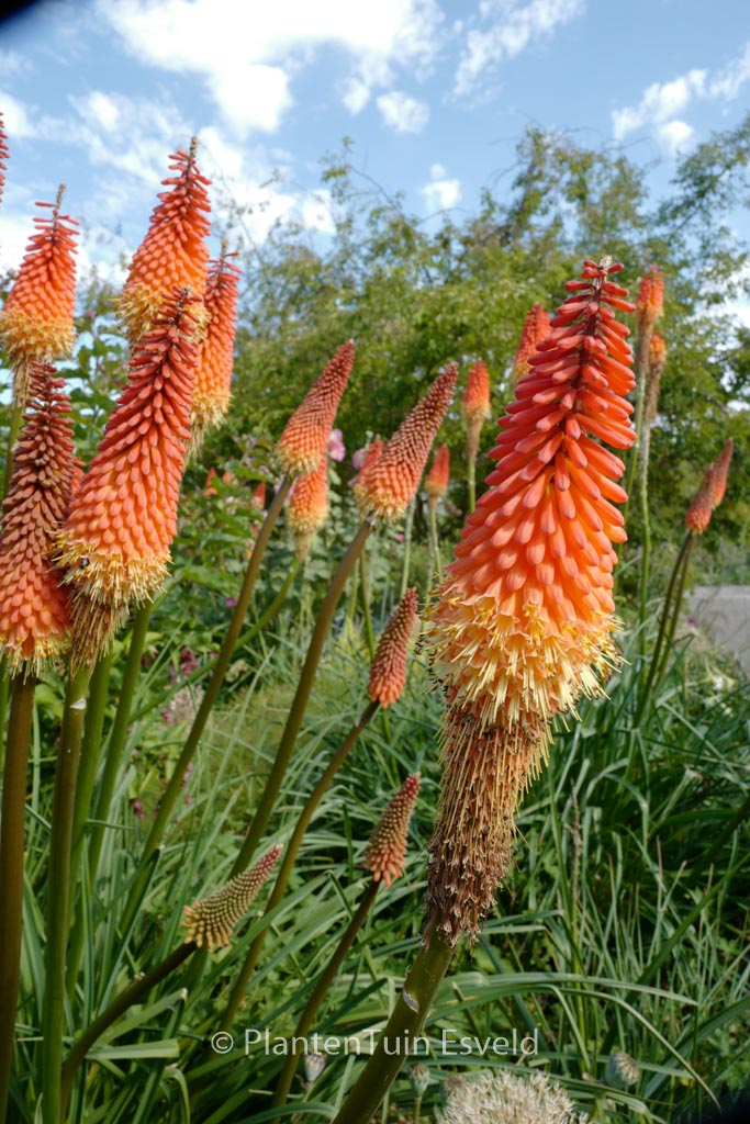 Kniphofia ‚Alcazar‘