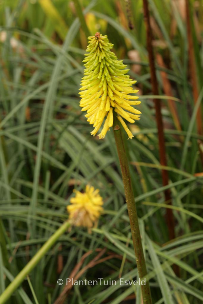 Kniphofia ‚Bees Lemon‘