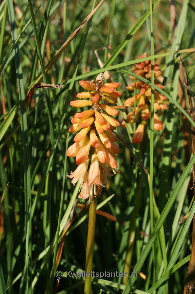 Kniphofia ‚Creamsicle‘
