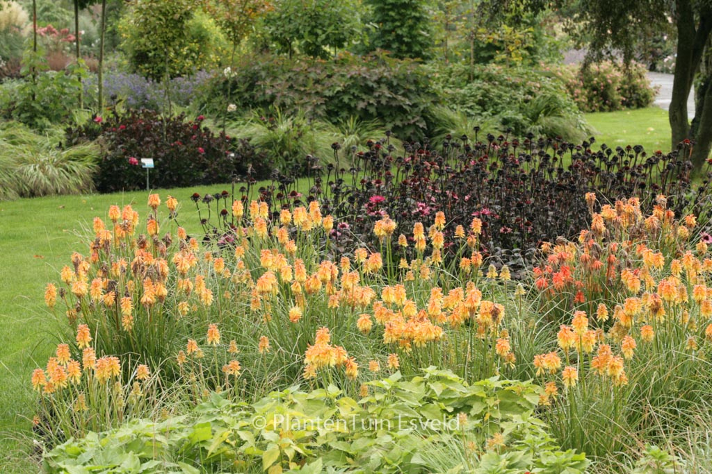 Kniphofia ‚Ember Glow‘