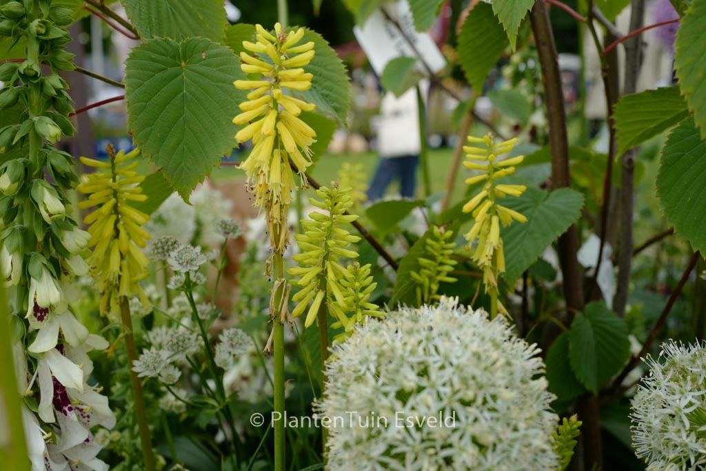 Kniphofia ‚Lemon Popsicle‘