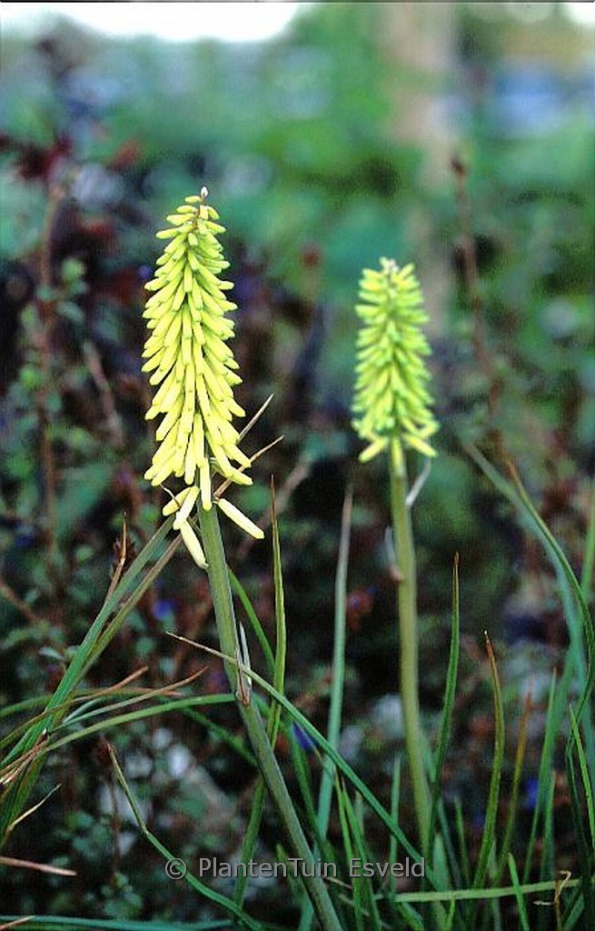 Kniphofia ‚Little Maid‘