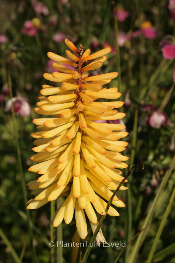 Kniphofia ‚Moonstone‘