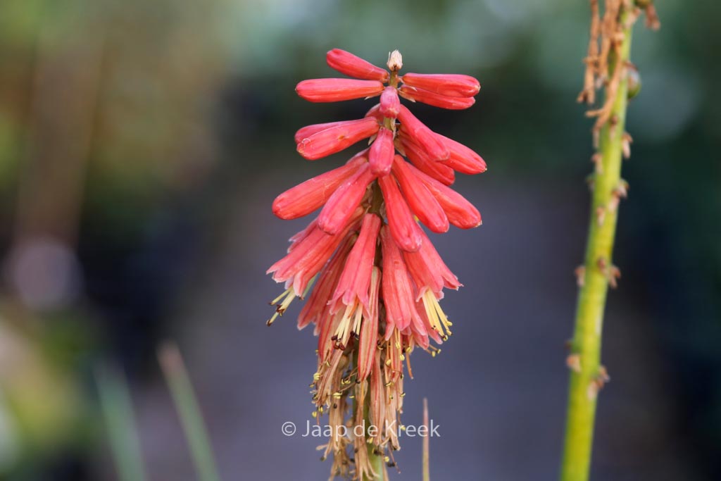 Kniphofia ‚Redhot Popsicle‘