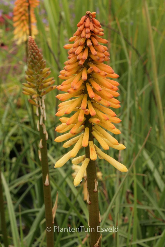 Kniphofia ‚Tawny King‘