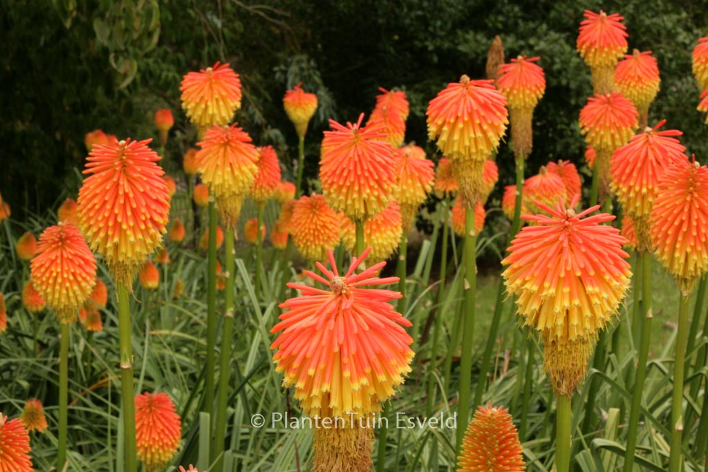 Kniphofia rooperi