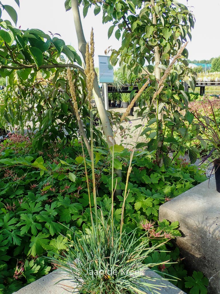 Koeleria glauca ‚Coolio‘