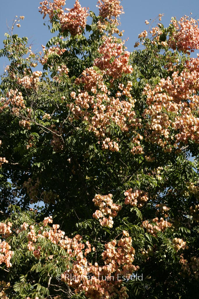 Koelreuteria bipinnata