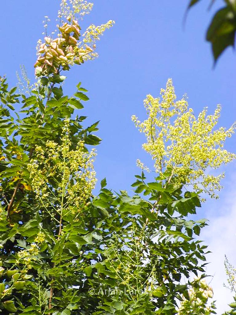 Koelreuteria paniculata ‚Fastigiata‘