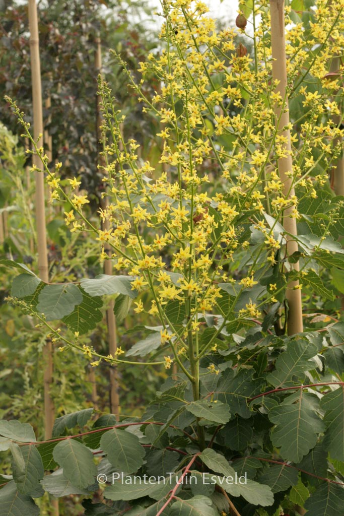 Koelreuteria paniculata ‚Orange Lantern‘