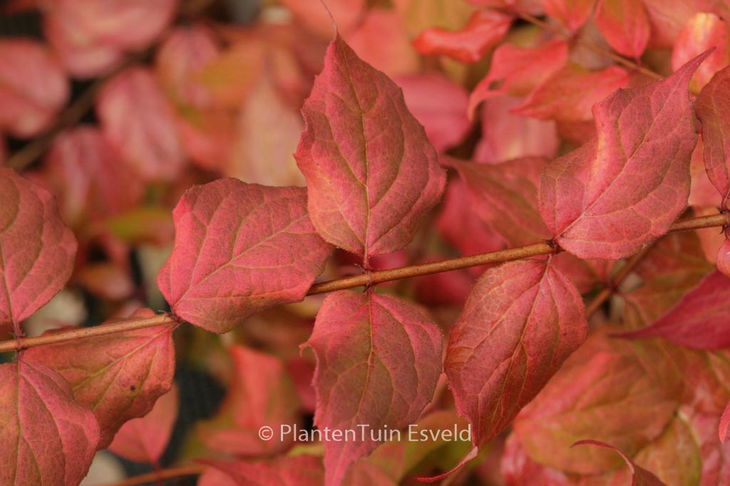 Kolkwitzia amabilis ‚Maradco‘