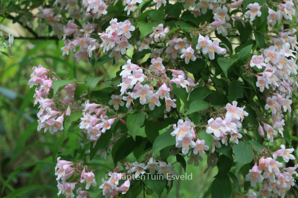 Kolkwitzia amabilis ‚Pink Cloud‘