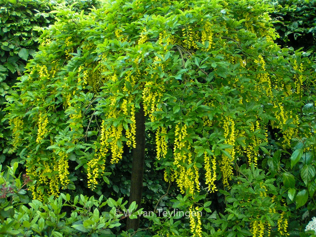 Laburnum alpinum ‚Pendulum‘