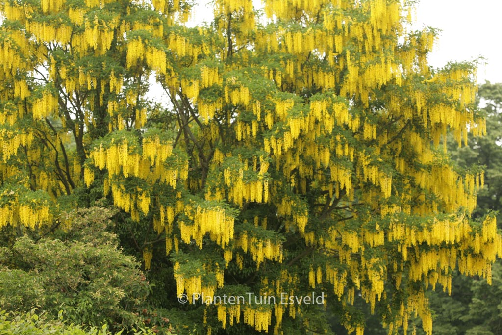 Laburnum watereri ‚Vossii‘
