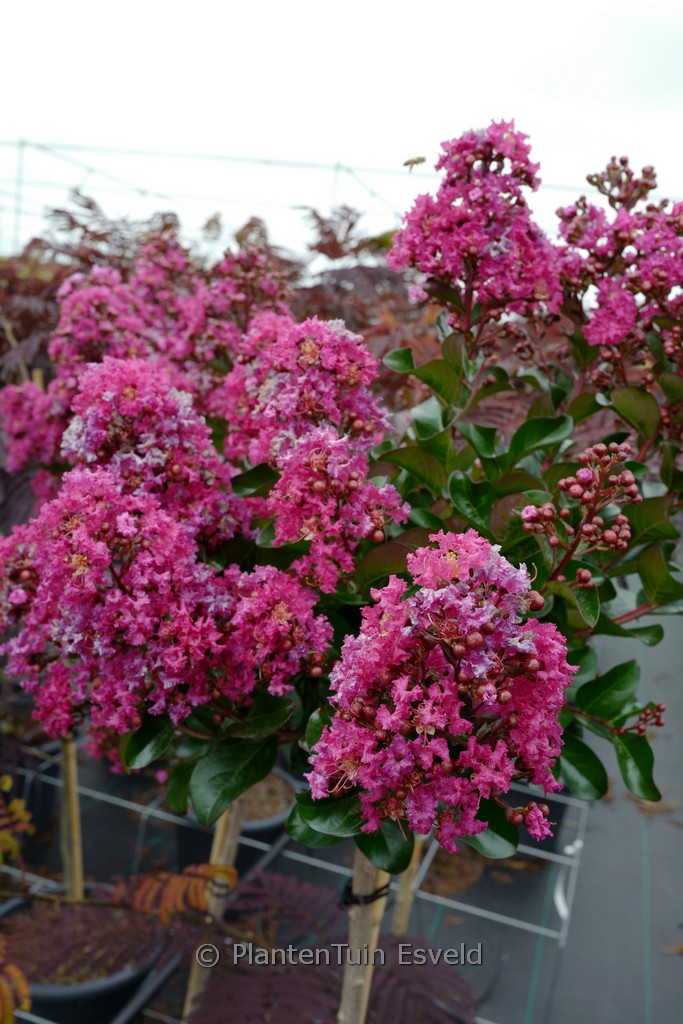 Lagerstroemia ‚Berry Dazzle‘
