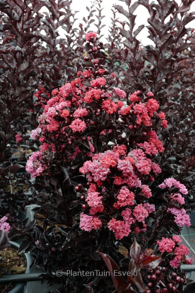 Lagerstroemia ‚Ebony Flame‘ (BLACK DIAMOND BEST RED) (BLACK SOLITAIRE)