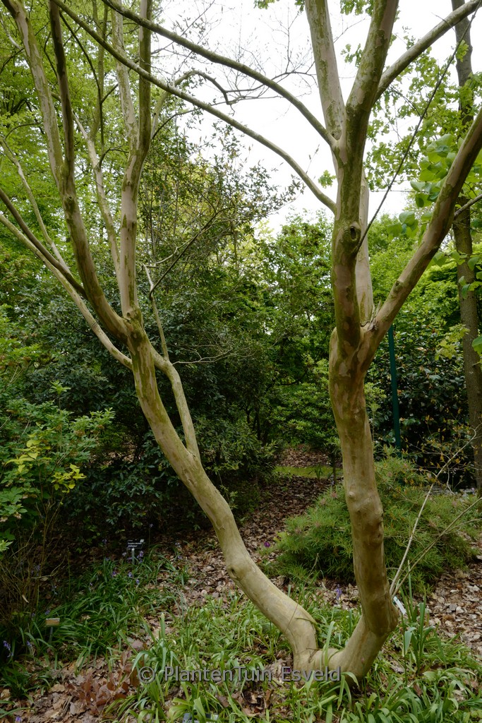 Lagerstroemia ‚Muskogee‘