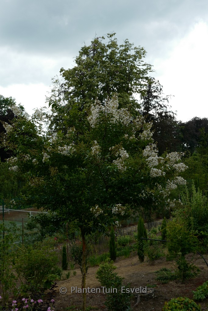 Lagerstroemia ‚Natchez‘