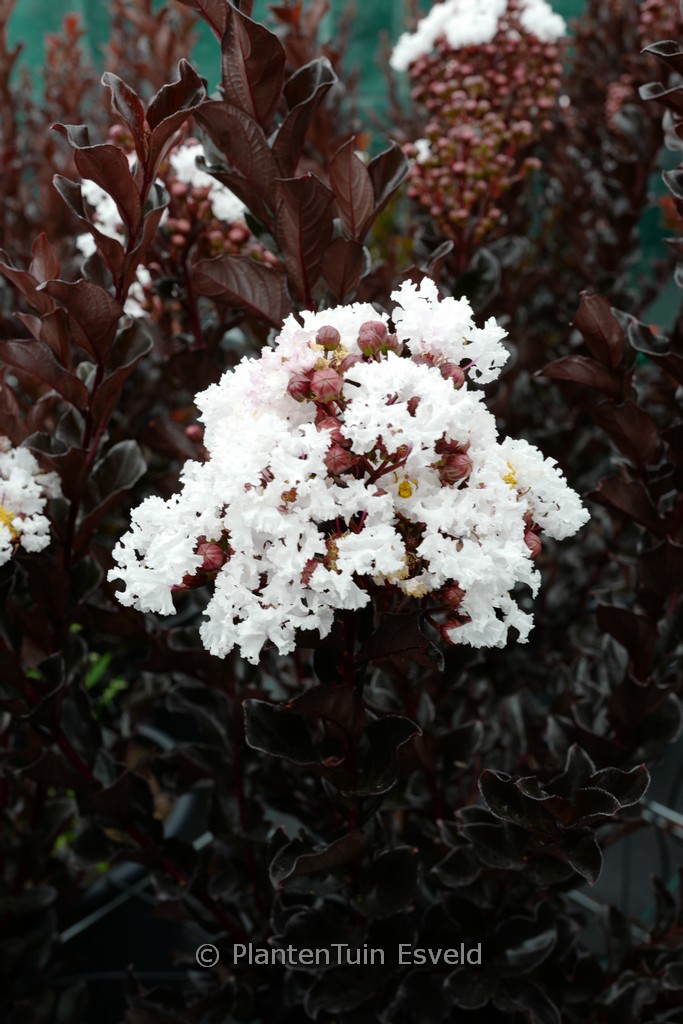 Lagerstroemia indica ‚Coconut Sorbet‘